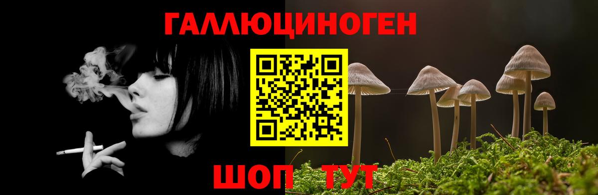 Галлюциногенные грибы Psilocybine cubensis Гулькевичи